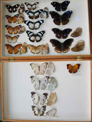 wpe73.jpg (17184 bytes)