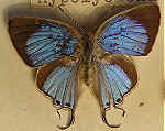 Hypolycaena caeculus