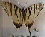 Iphiclide podalirius