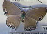 Leptomyrina lara