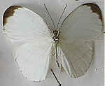 Leptosia hybrida