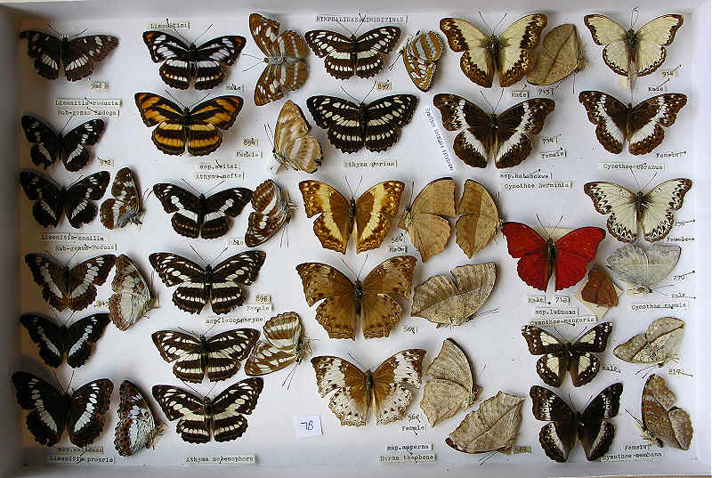 The RC Dening Collection - Limenitinae