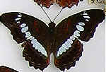 Limenitis procris