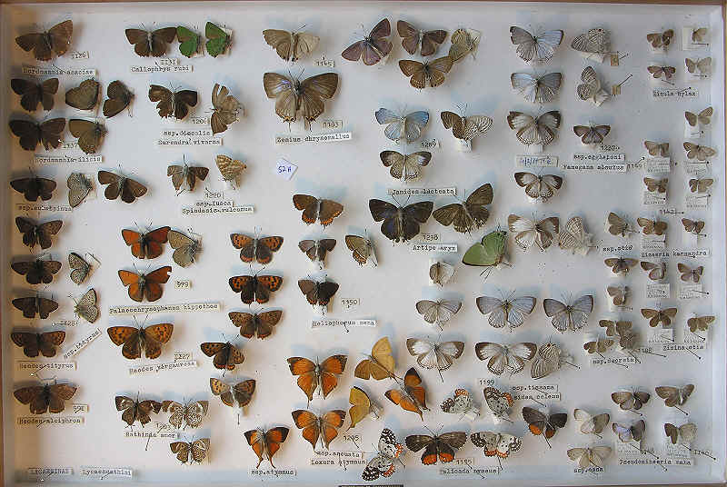 RC Dening Collection - Lycaenidae - Blues 