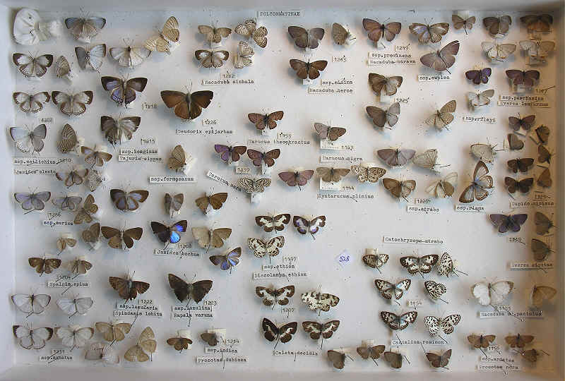 RC Dening Collection - Lycaenidae - Blues 