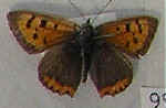 Lycaena phlaeas
