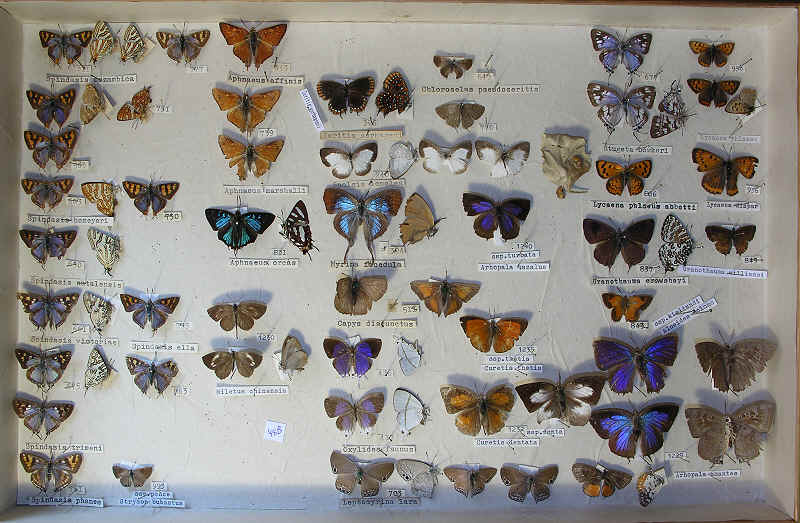 RC Dening Collection - butterflies - Lycaenidae