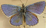 Lysandra bellargus
