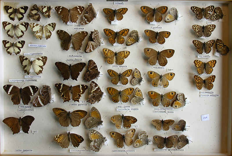 RC Dening Collection - Butterflies - Lethini