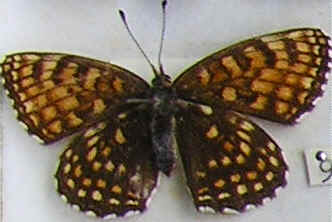 Melitaea diamina