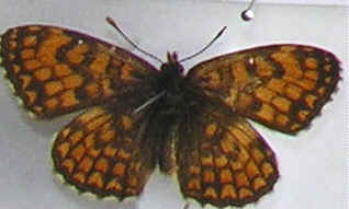 Mellicta athalia