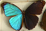 Morpho menelaus terrestris