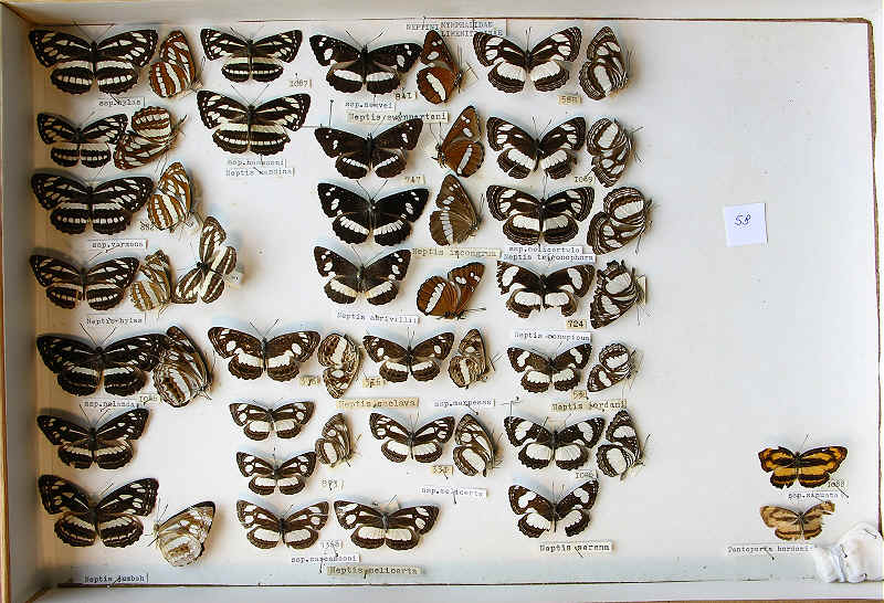 The RC Dening Collecton - butterflies - Neptis spp.