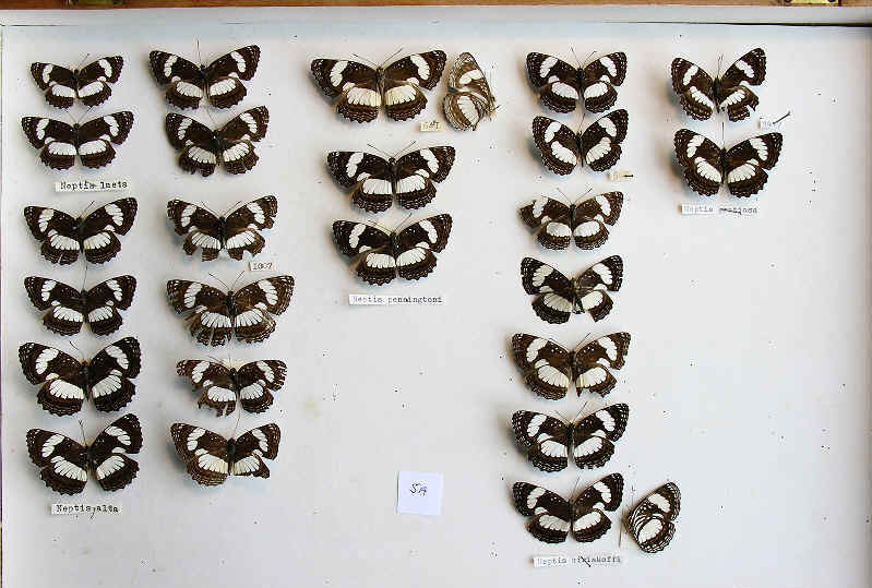 wpe79.jpg (62771 bytes)