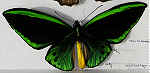 Ornithoptera priamus