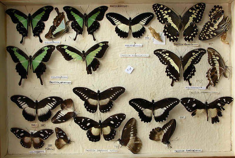 The RC Dening Collection - Butterflies - Papilio spp. 4