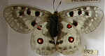 Parnassius apollo