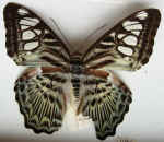 Parthenos sylvia