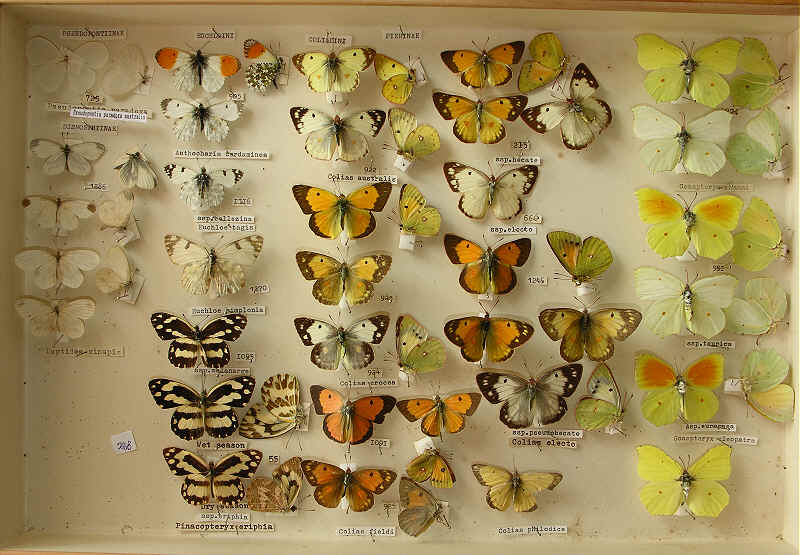 The RC Dening Collection - Butterflies - Pierinae