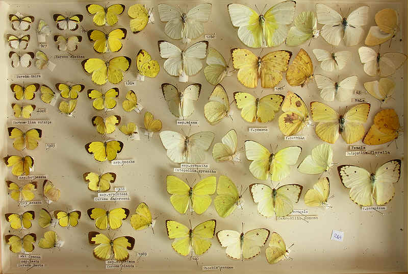 The RC Dening Collection - Butterflies - Pierinae