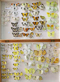 wpe9B.jpg (14953 bytes)