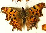 Polygonia c-album