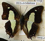 Polyura athamas.