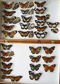 Pseudacraea and Euphaedra