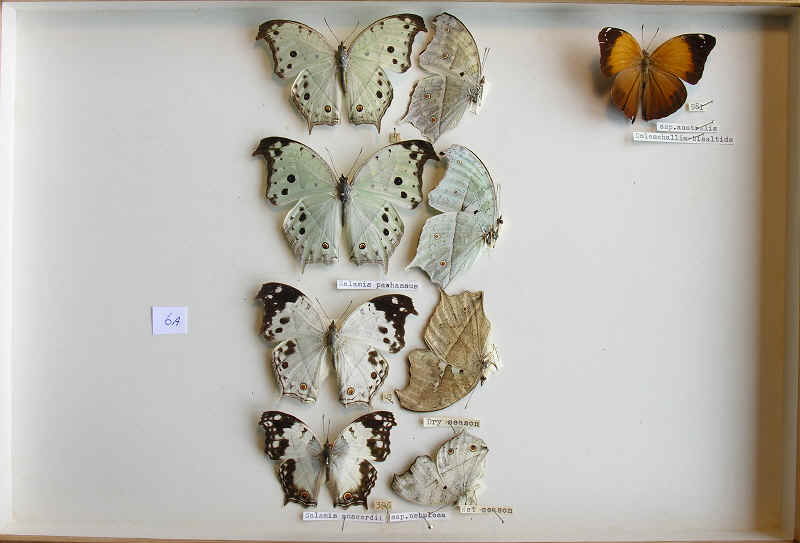 wpe79.jpg (37436 bytes)