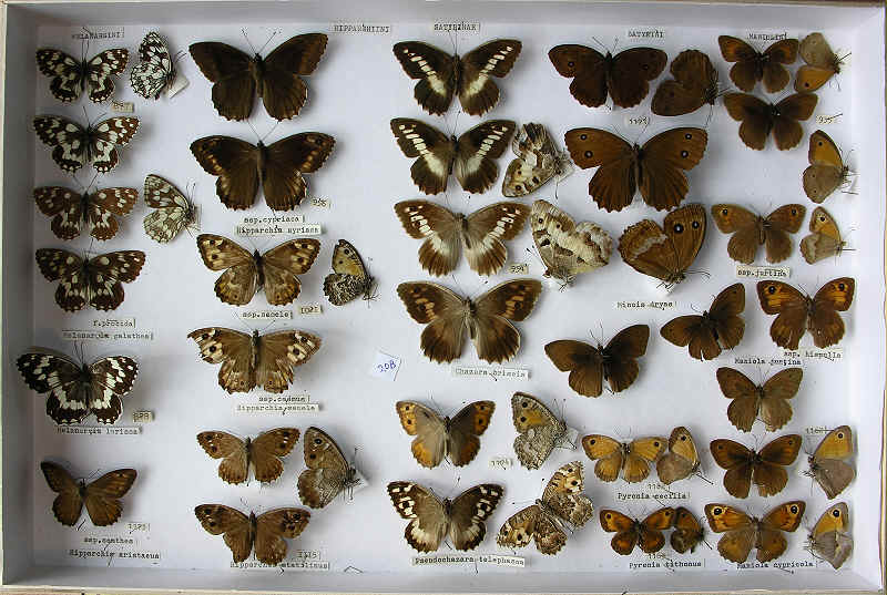 RC Dening Collecton - Butterflies - Satyrinae