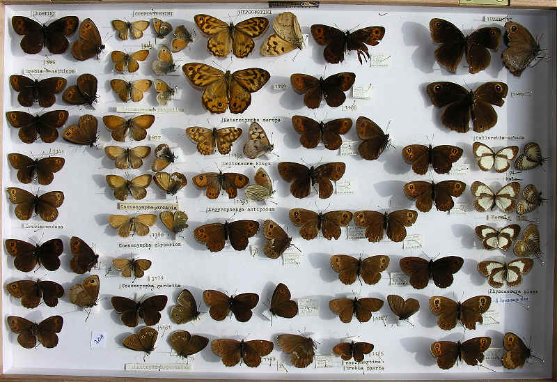 RC Dening Collecton - Butterflies - Satyrinae