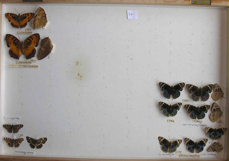 RC Dening Collection - Butterflies - Vanessini/ Araschniini