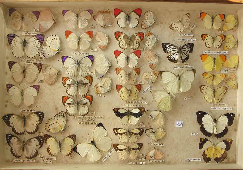 Whites 3 - Colotis spp.