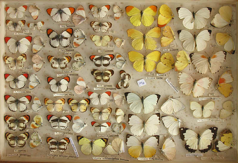 Whites 3 - more Colotis spp.