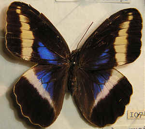 Dasyophthalma rusina