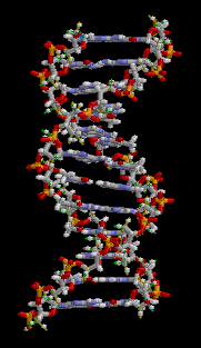 dna.gif (1052732 bytes)
