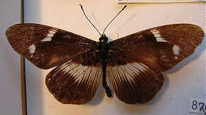 Bematistes scalivittata