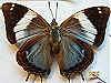 Charaxes howarthi