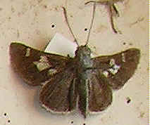 Chondrolepis telisignata