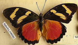 Euphaedra crawshayi